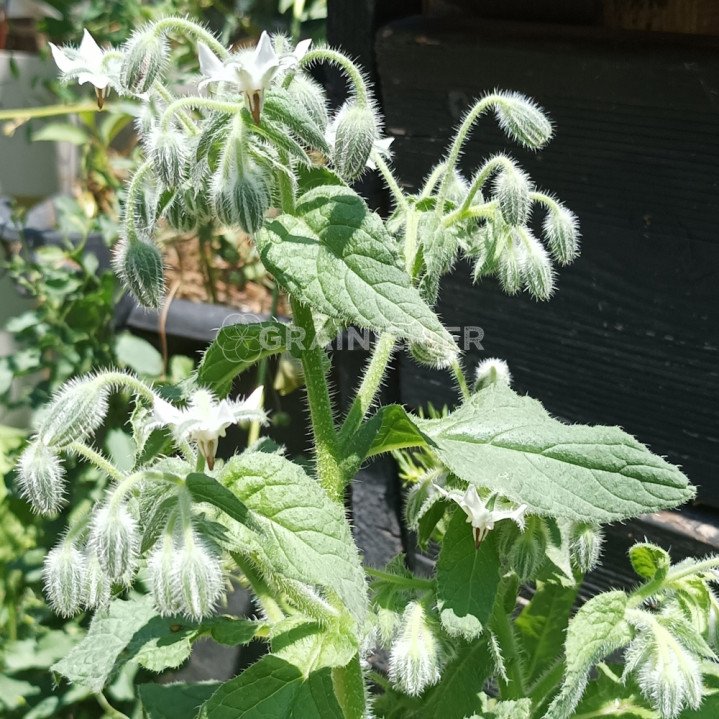 Bourrache Blanche, Borago officinalis image